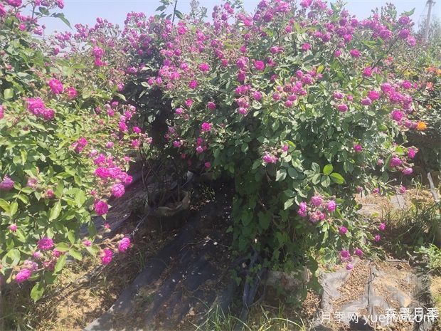 月季花篮(图5)