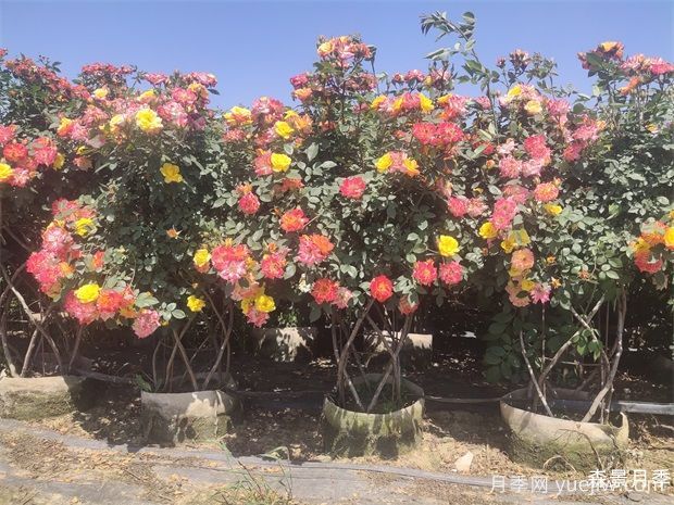 月季花篮(图3)