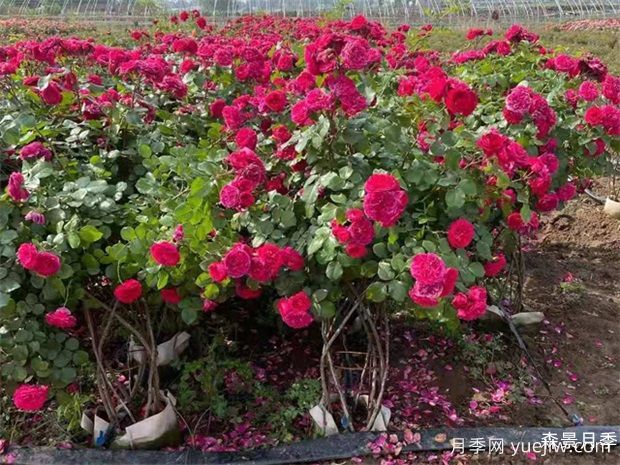 月季花篮(图2)