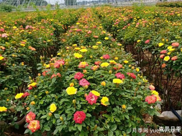 月季花篮(图1)