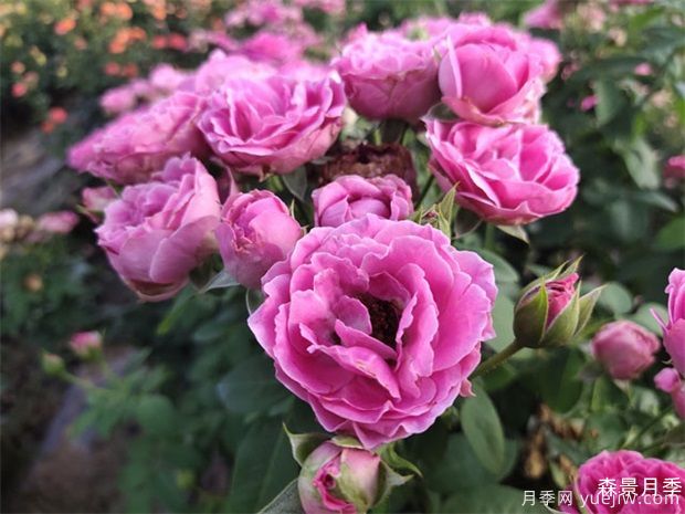 紫雾泡泡月季/迷雾泡泡月季(图3)