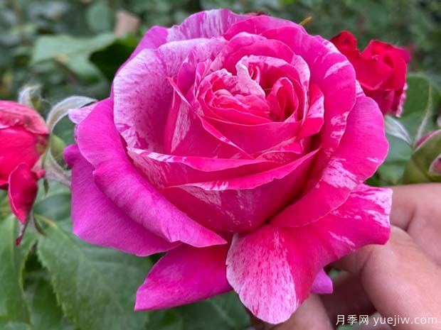 伊蕾莎斯特月季/依蕾莎丝特月季/伊内斯萨斯特雷月季(图5)
