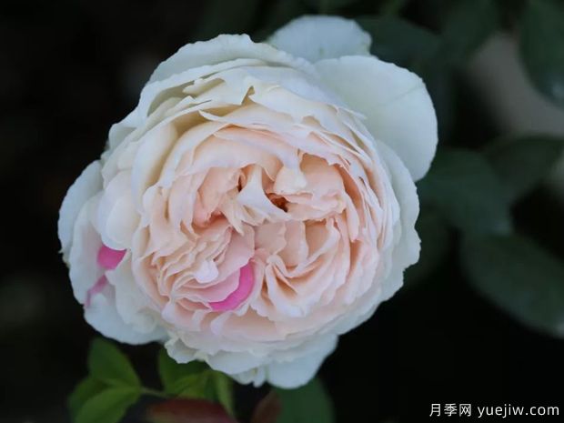 伊芙钱特玛丽月季(图4)