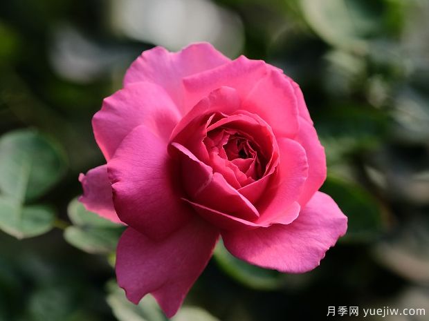 伊芙里奥月季/伊冯娜洛里奥月季(图1)