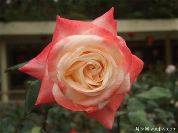 丹顶月季(图4)