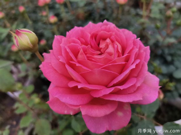 银禧庆典月季(图1)