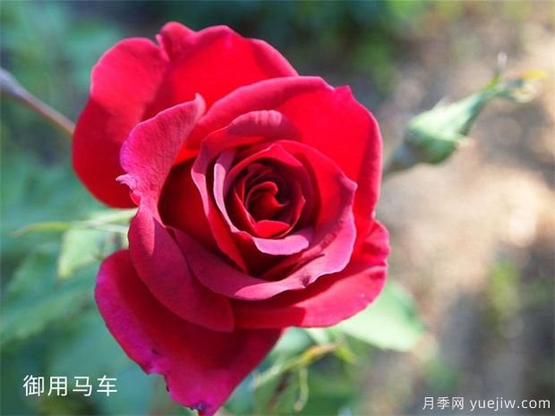 御用马车月季(图1)