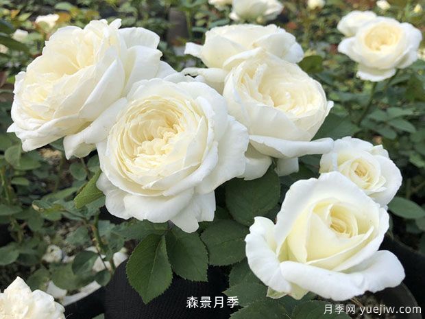 婚礼之路的优缺点是什么？(图1)