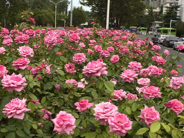 如何通过月季花来创造美丽的园林景观？(图1)