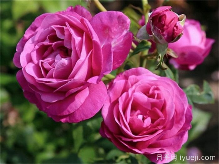 爱的气息月季/卡门沃尔斯/艾多拉波尔Carmen Wurth(图1)