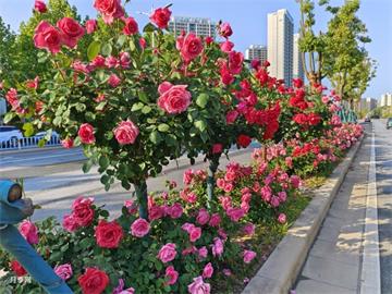 月季花结果怎么处理