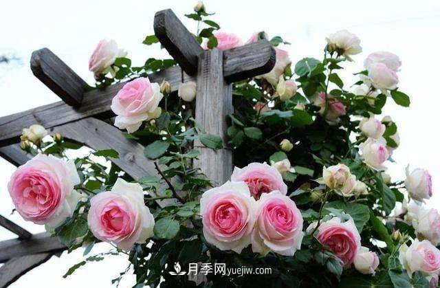 月季好看不好养?选对品种是关键,这15个品种抗性好长得快(图2) 月季好看不好养?选对15个月季品种抗性好长得快(图2)