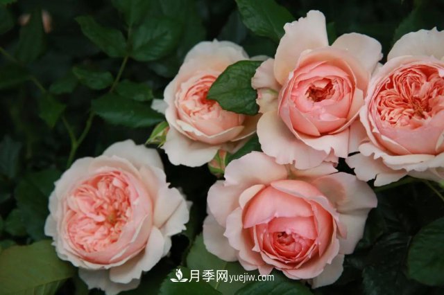 月季好看不好养?选对品种是关键,这15个品种抗性好长得快(图7) 月季好看不好养?选对15个月季品种抗性好长得快(图7)