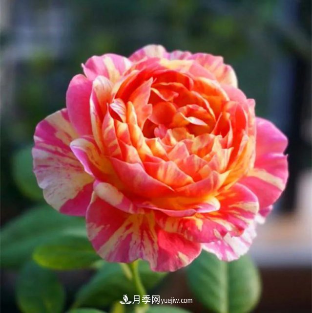 月季好看不好养?选对品种是关键,这15个品种抗性好长得快(图4) 月季好看不好养?选对15个月季品种抗性好长得快(图4)