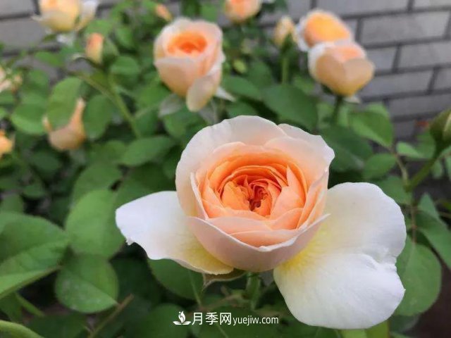 月季好看不好养?选对品种是关键,这15个品种抗性好长得快(图12) 月季好看不好养?选对15个月季品种抗性好长得快(图12)