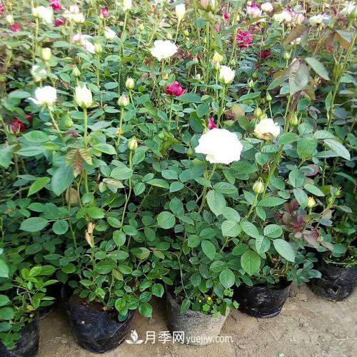 月季被称为花中皇后！摸清修剪的最佳时机，四季常开(图1)