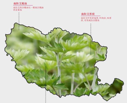 从污染大镇到月季艾草之乡,南阳蒲山镇华丽转身(图2) 从污染大镇到月季艾草之乡,南阳蒲山镇华丽转身(图2)