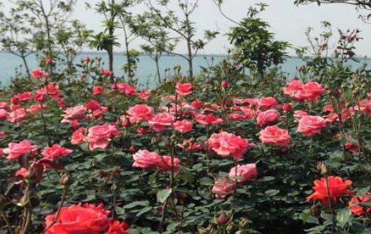 从污染大镇到月季艾草之乡,南阳蒲山镇华丽转身(图1) 从污染大镇到月季艾草之乡,南阳蒲山镇华丽转身(图1)