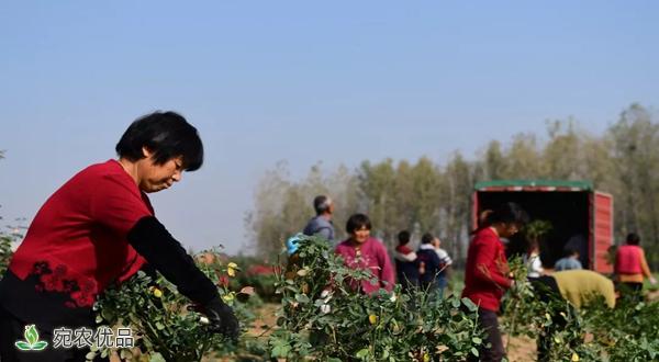 南阳市卧龙区互联网电商平台助力月季产业(图2)