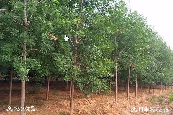 南阳苗木市场打开新局面,未来3类苗木引关注(图1) 南阳苗木市场打开新局面,未来3类苗木引关注(图1)