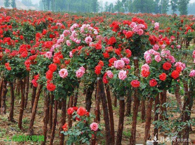 南阳苗木市场打开新局面,未来3类苗木引关注(图3) 南阳苗木市场打开新局面,未来3类苗木引关注(图3)