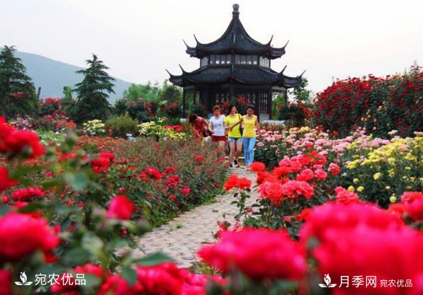 2020中国南阳首届首届月季博览会可以如期开幕吗?(图1) 2020中国南阳首届首届月季博览会可以如期开幕吗?(图1)