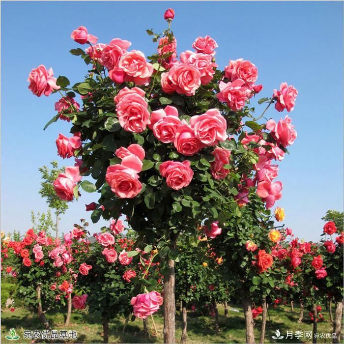 月季花瓣掉落?这几个原因是关键,预防好鲜花水灵又鲜艳(图1) 月季花瓣掉落?这几个原因是关键,预防好鲜花水灵又鲜艳(图1)