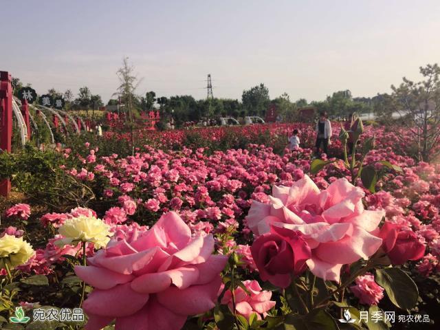 河南镇平县赵河公园，月季花开美如画(图2)