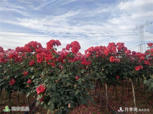 万亩月季园区 南阳方城博望镇月季花农过上花样生活(图1)