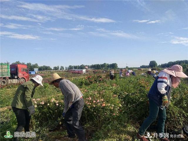 万亩月季园区 南阳方城博望镇月季花农过上花样生活(图2)