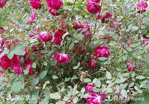 月季强笋怎么处理?(图2) 月季强笋怎么处理?(图2)