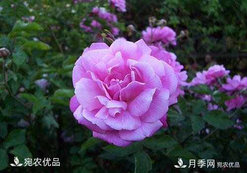 月季强笋怎么处理?(图3) 月季强笋怎么处理?(图3)