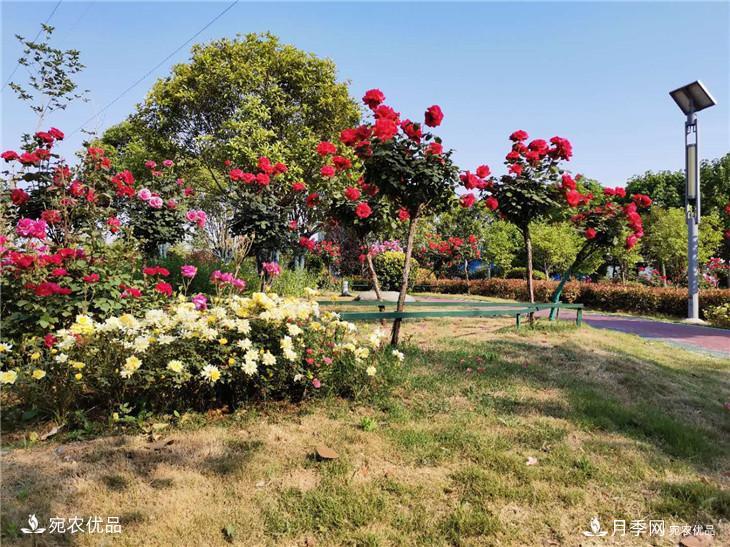 从南阳内乡县月季主题公园看内乡月季产业发展(图3)