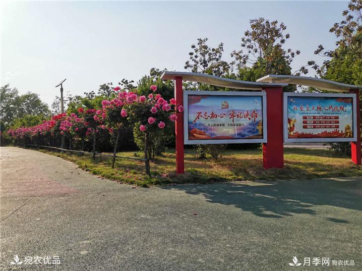 从南阳内乡县月季主题公园看内乡月季产业发展(图2)