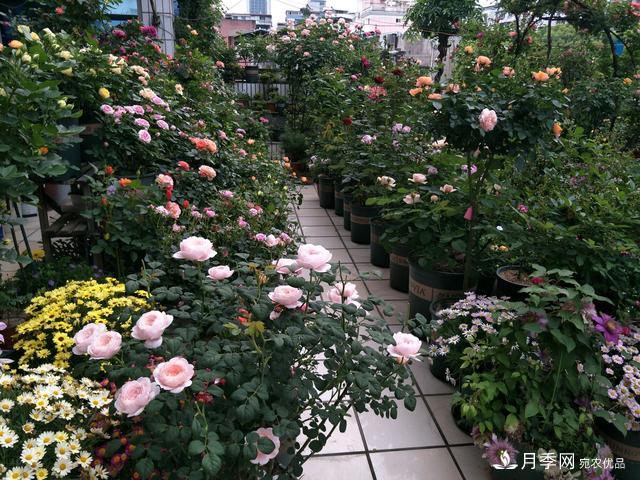 蔷薇杆子同时进行嫁接和高压的3个技术要点(图3) 蔷薇杆子同时进行嫁接和高压的3个技术要点(图3)