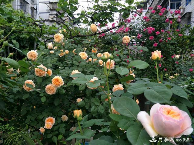 蔷薇杆子同时进行嫁接和高压的3个技术要点(图4) 蔷薇杆子同时进行嫁接和高压的3个技术要点(图4)