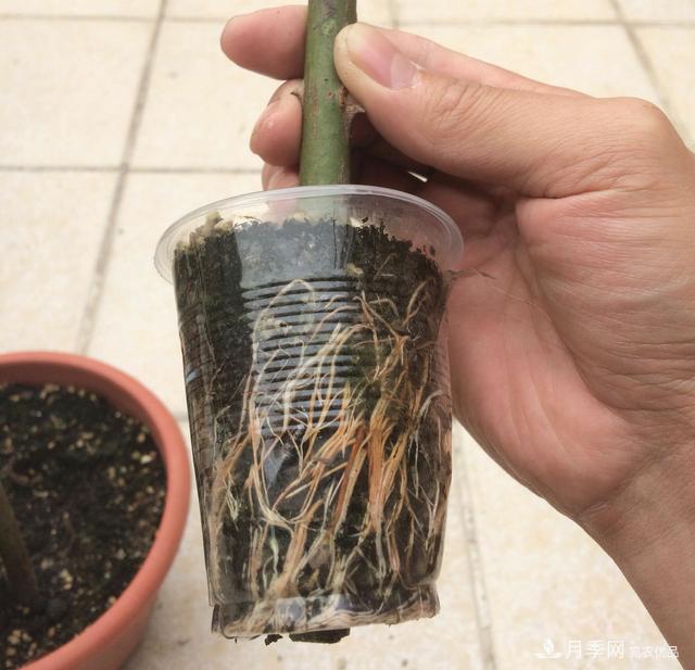 蔷薇杆子同时进行嫁接和高压的3个技术要点(图2) 蔷薇杆子同时进行嫁接和高压的3个技术要点(图2)