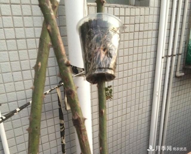 蔷薇杆子同时进行嫁接和高压的3个技术要点(图7) 蔷薇杆子同时进行嫁接和高压的3个技术要点(图7)