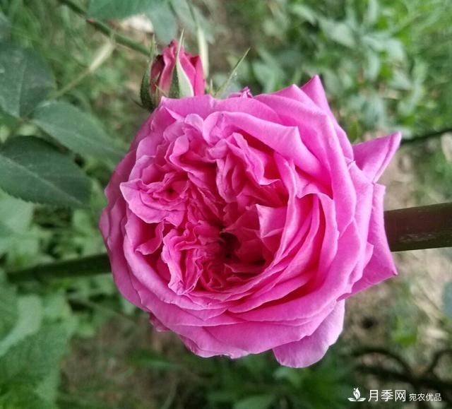蔷薇杆子同时进行嫁接和高压的3个技术要点(图5) 蔷薇杆子同时进行嫁接和高压的3个技术要点(图5)