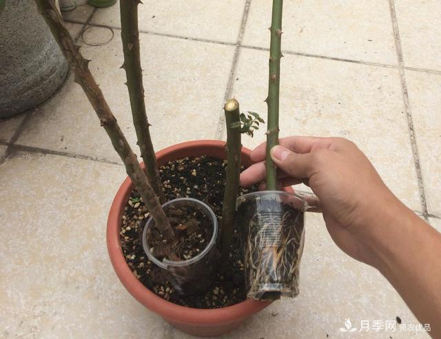 蔷薇杆子同时进行嫁接和高压的3个技术要点(图6) 蔷薇杆子同时进行嫁接和高压的3个技术要点(图6)