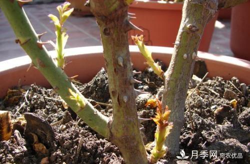月季养护下开几茬花,从夏开到深秋,更不会招惹虫子(图3) 月季养护下开几茬花,从夏开到深秋,更不会招惹虫子(图3)