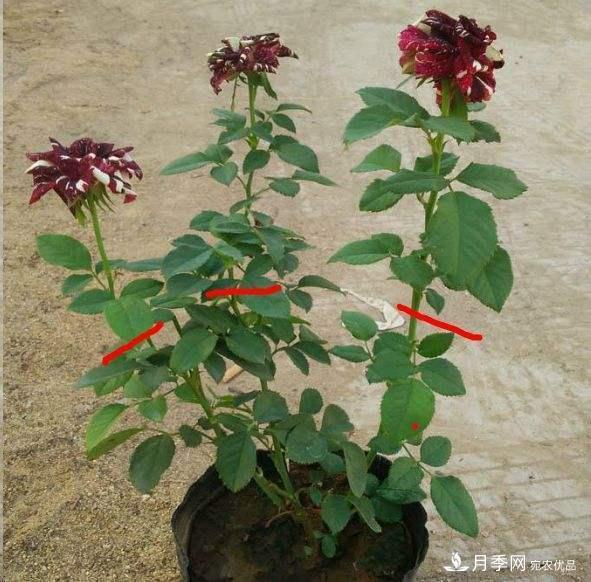 月季养护下开几茬花,从夏开到深秋,更不会招惹虫子(图4) 月季养护下开几茬花,从夏开到深秋,更不会招惹虫子(图4)