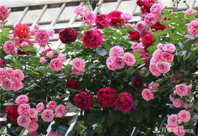 月季养护下开几茬花,从夏开到深秋,更不会招惹虫子(图6) 月季养护下开几茬花,从夏开到深秋,更不会招惹虫子(图6)