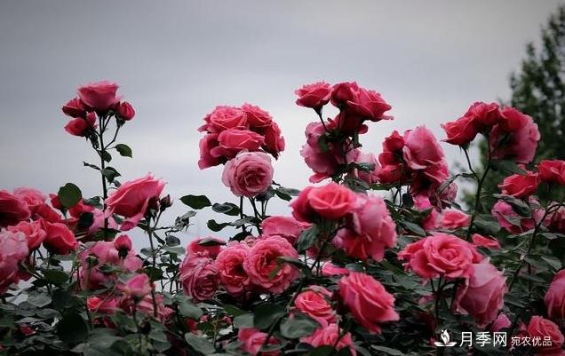 月季花友如何给家里月季栽培管理,开出一片花海(图4) 月季花友如何给家里月季栽培管理,开出一片花海(图4)