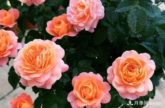 月季病害多开花少?这2件事养护要常做,叶茂花更旺(图4) 月季病害多开花少?这2件事养护要常做,叶茂花更旺(图4)