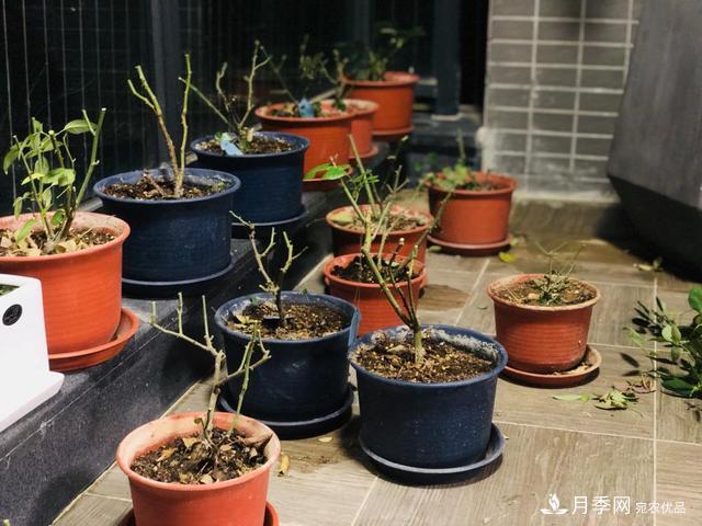 盆栽月季3年没“换土”,新芽反而咻咻冒,花盆都装不下!(图8) 盆栽月季3年没“换土”,新芽反而咻咻冒,花盆都装不下!(图8)