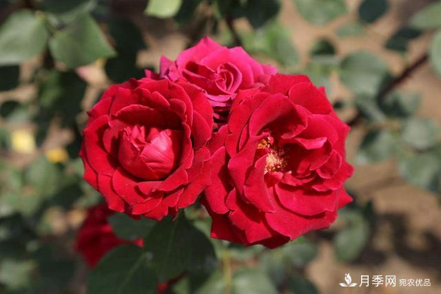 盆栽月季3年没“换土”,新芽反而咻咻冒,花盆都装不下!(图6) 盆栽月季3年没“换土”,新芽反而咻咻冒,花盆都装不下!(图6)
