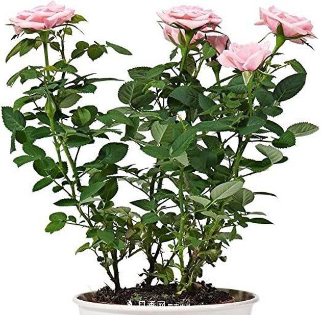 不同品种月季间隔多远种一颗最合适？太稀影响开花效果，太密植株长势不好(图3)