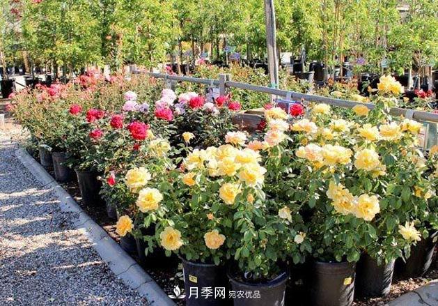 不同品种月季间隔多远种一颗最合适？太稀影响开花效果，太密植株长势不好(图4)