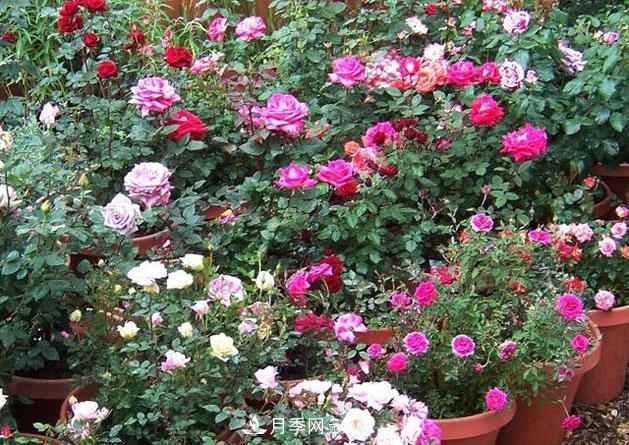 不同品种月季间隔多远种一颗最合适？太稀影响开花效果，太密植株长势不好(图5)